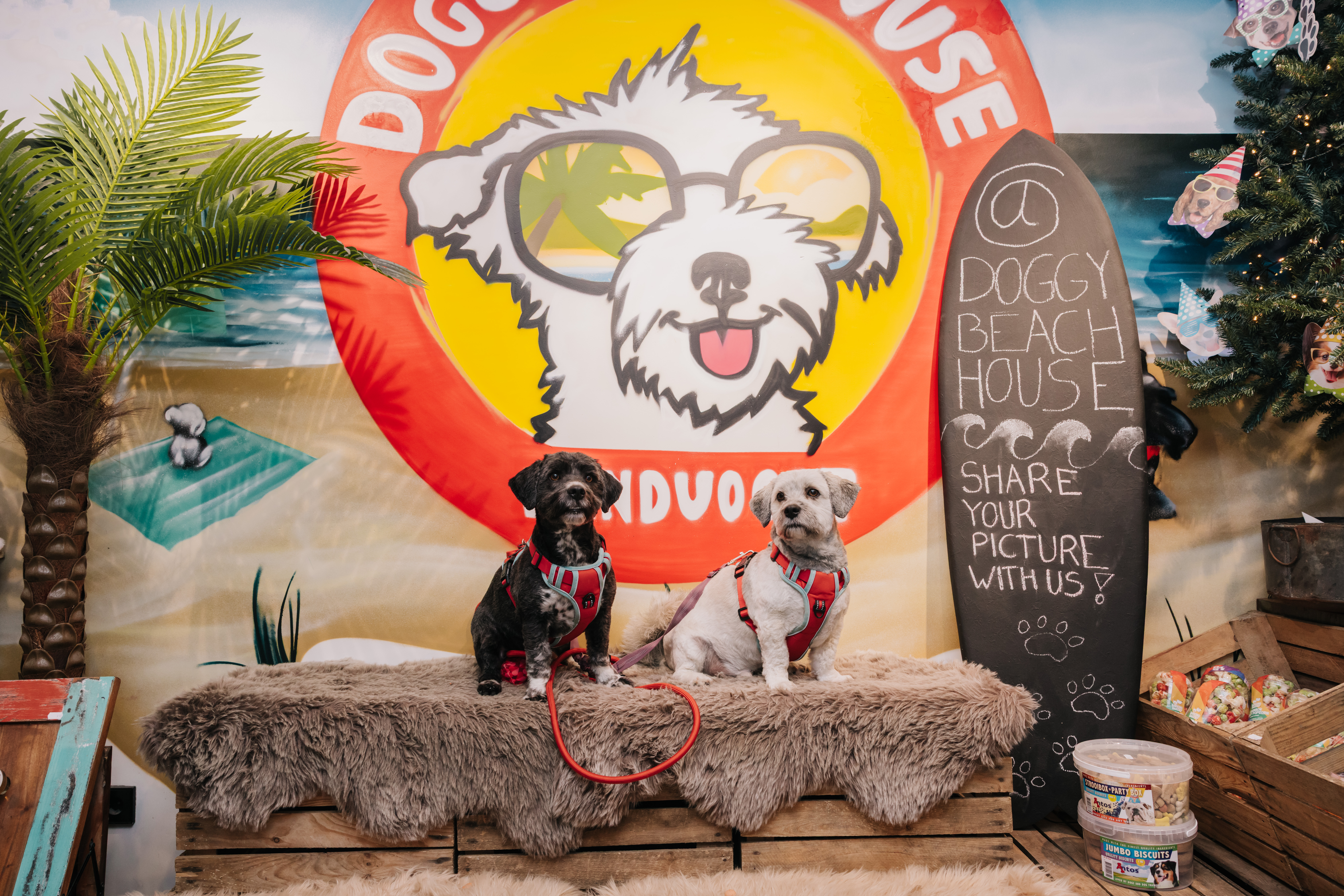 Dogs in front of Zandvoort