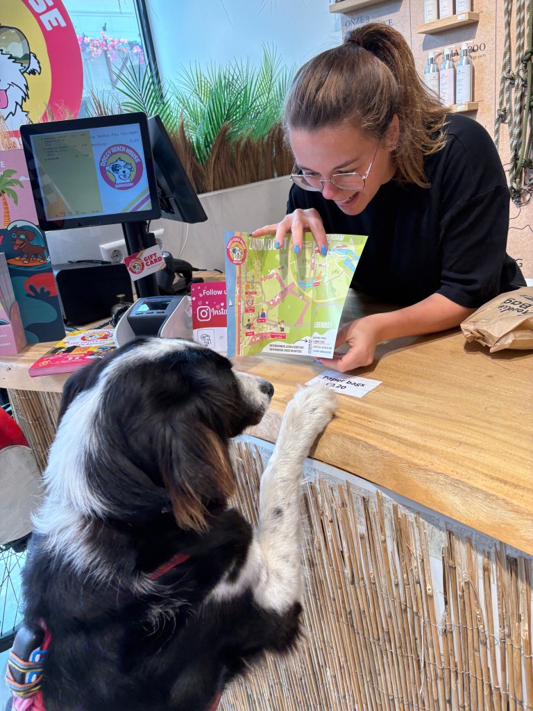 Doggy Guide where to go in Zandvoort with dog
